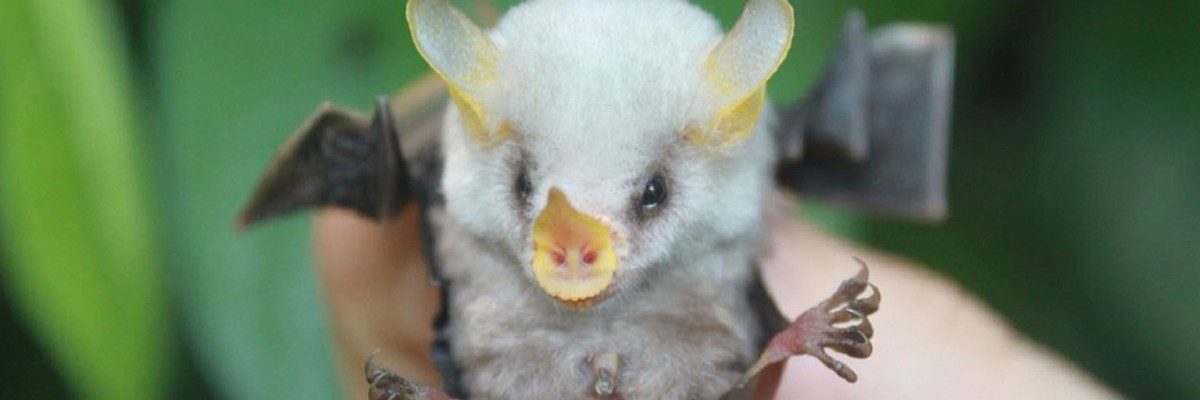 Murciélago Blanco de Honduras: Conoce a este endémica, extraña y muy tierna criatura de nuestro país.