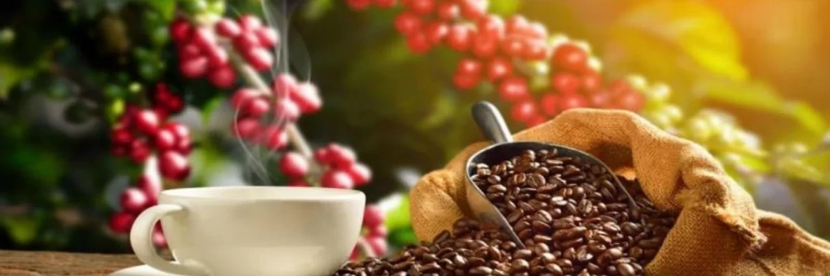 El Café en Honduras: sitúa al país entre los primeros 5 productores a nivel mundial.