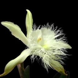 Orquídea Rhyncholaelia Digbyana, la exótica flor nacional de Honduras que fascina con su belleza.