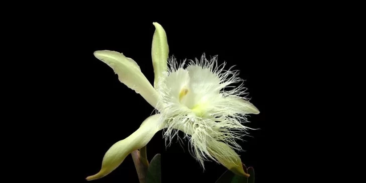 Orquídea Rhyncholaelia Digbyana, la exótica flor nacional de Honduras que fascina con su belleza.