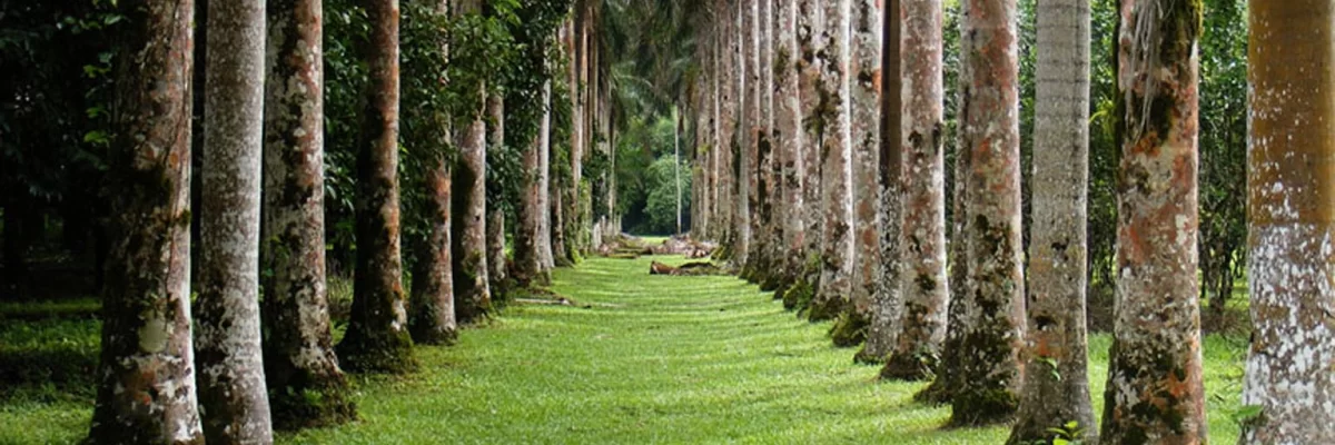 Jardín Botánico Lancetilla, un paraíso color verde ubicado al norte de Honduras.