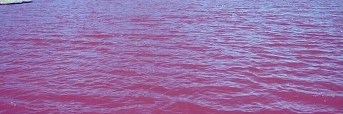 La Laguna Púrpura de Locomapa, una leyenda de la que se sigue hablando en la actualidad.