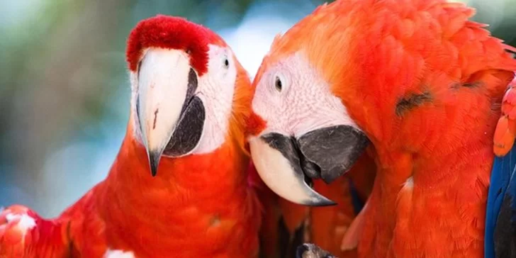 Macaw Mountain, un maravilloso santuario de aves protegidas que debes conocer.