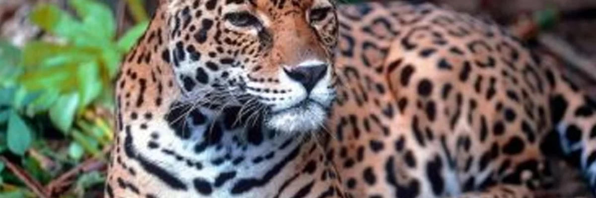 Animales en peligro de extinción que habitan en  Honduras