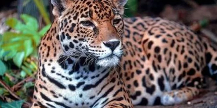 Animales en peligro de extinción que habitan en  Honduras