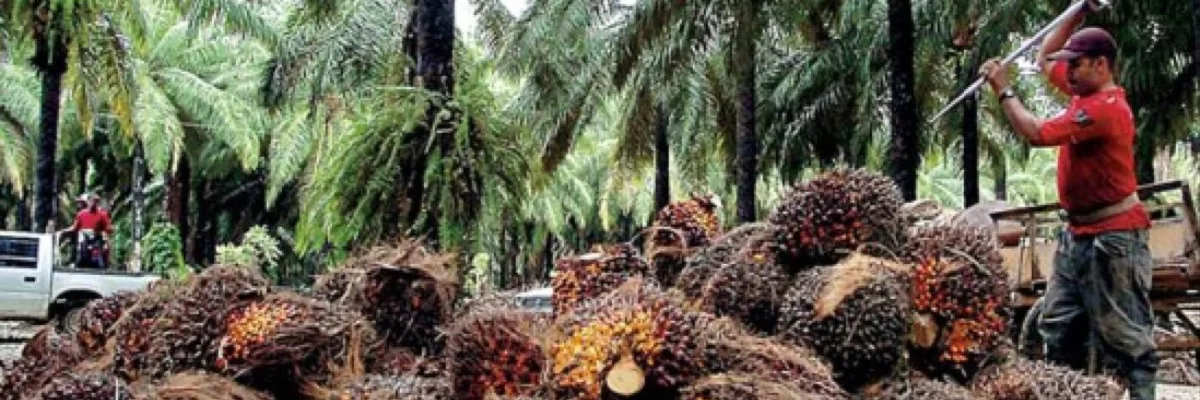 El cultivo de Palma Africana en Honduras. Un aporte importante a la economía del país.