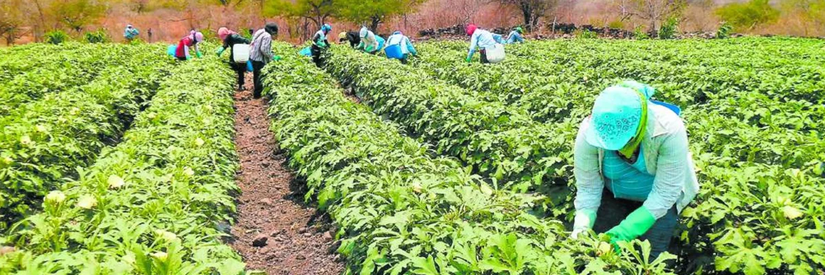 La Agricultura en Honduras: Conoce la enorme importancia que está tiene para el país.