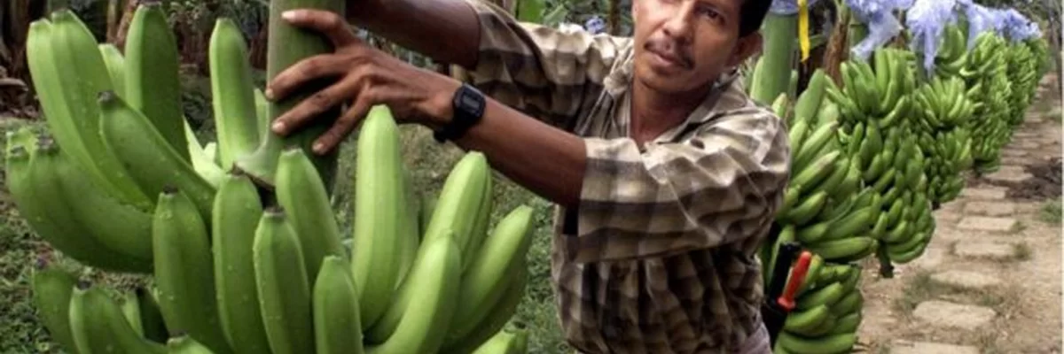La Industria Bananera en Honduras. Historia e importancia.